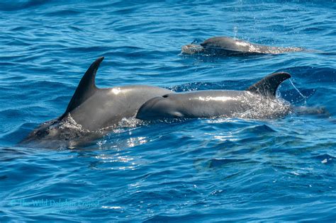 Wild Dolphins Bwin